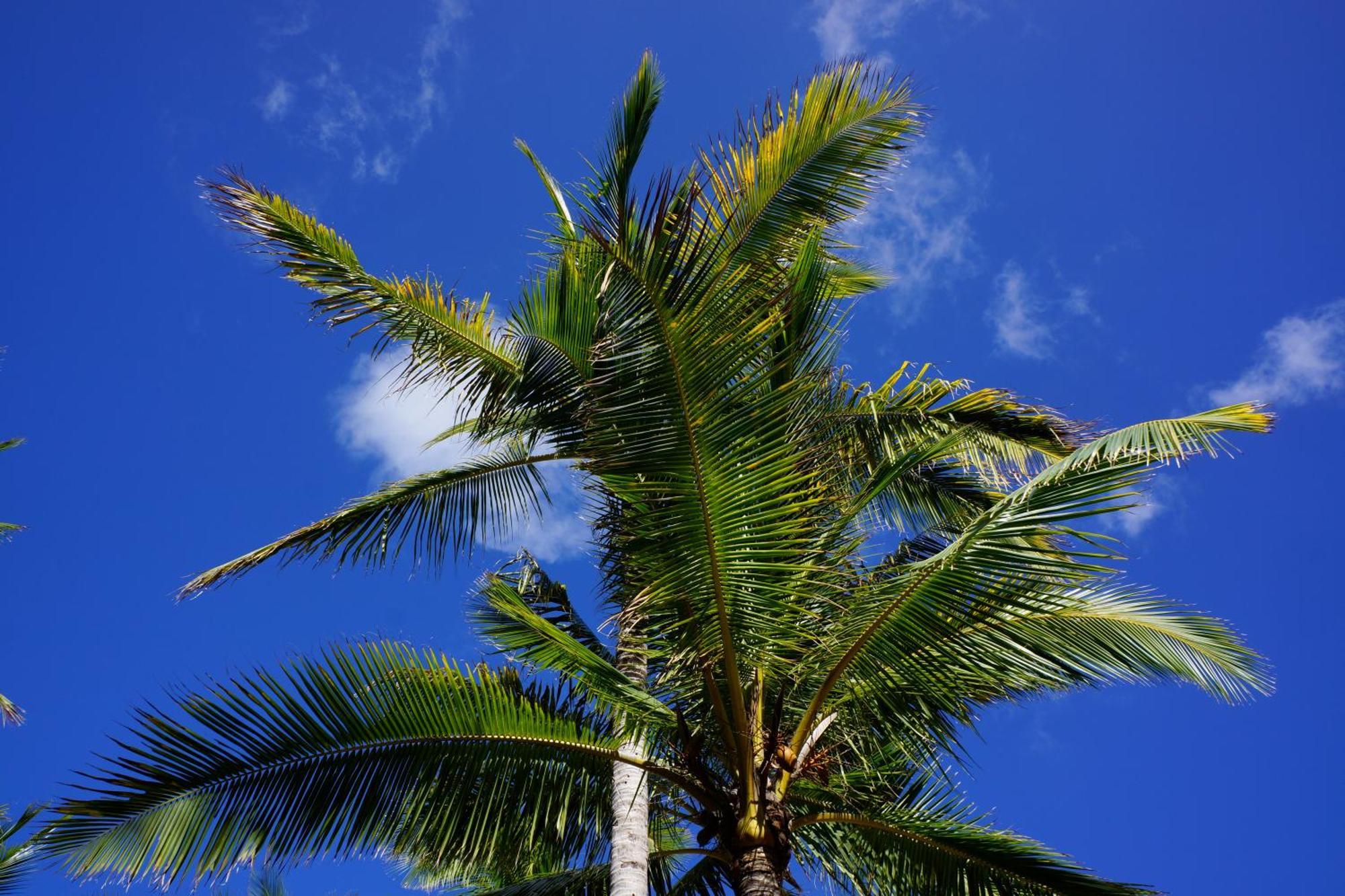 Las Palmeras 拉曼加戴尔马尔梅纳 外观 照片